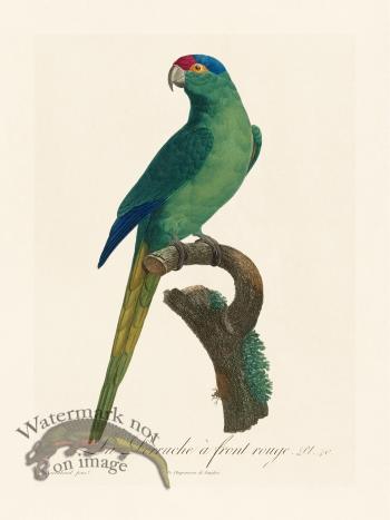 Barraband Parrot 040